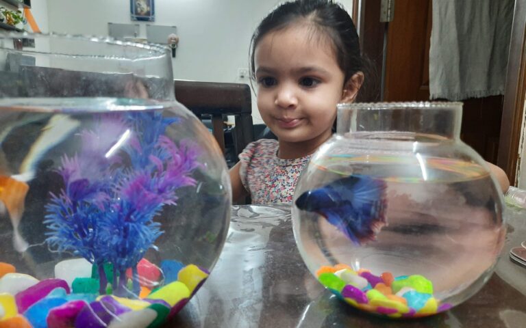 Fish Bowl
